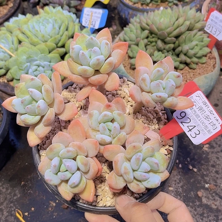 9243珍舞美人。