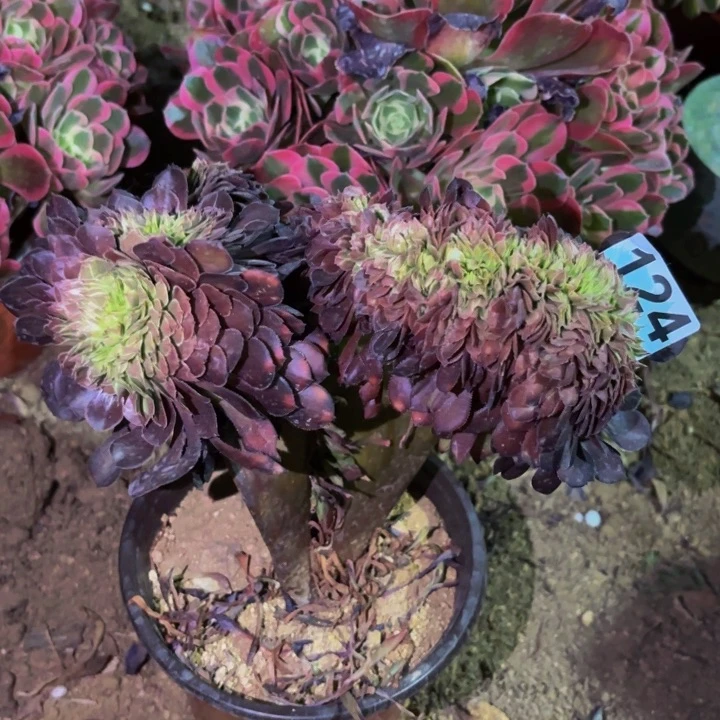 124红萝莉多肉植物