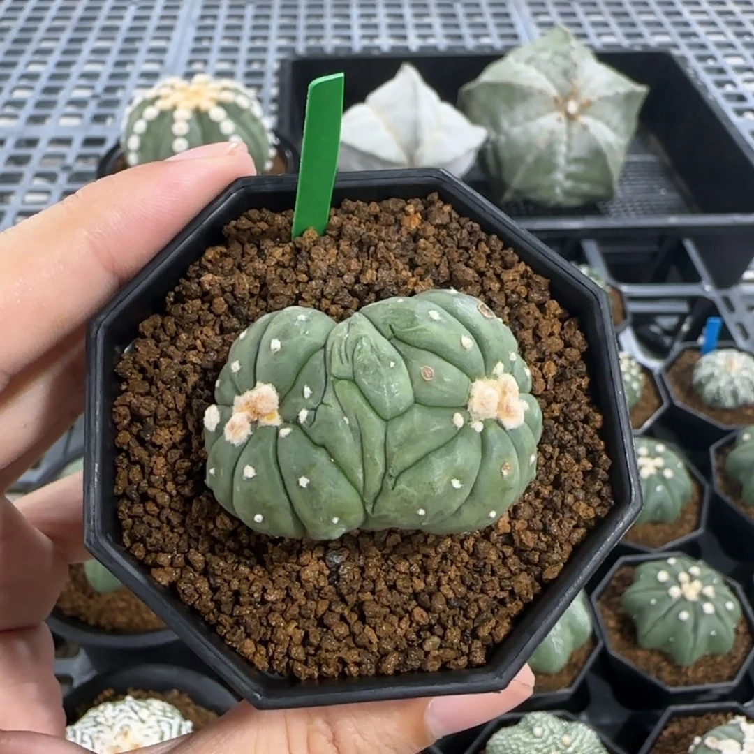 无花朵4.2公分分头缀化悟空兜