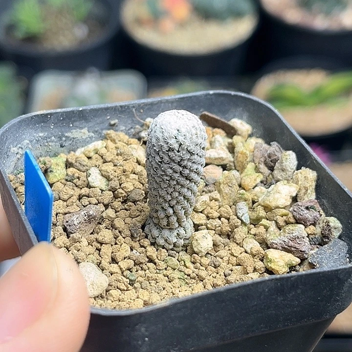 银牡丹实生球一颗1公分