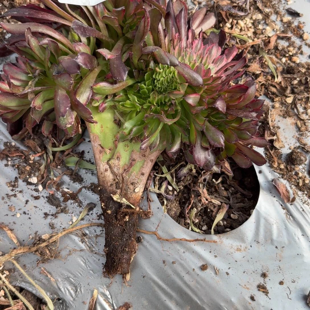 嗯4279 号法师多肉植物特价