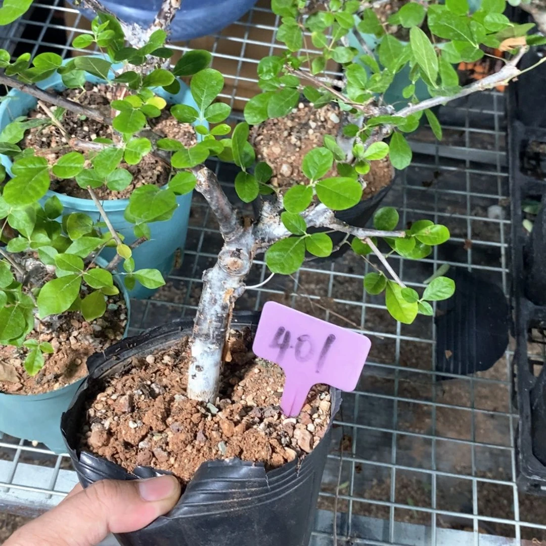 奥比克橄榄多肉植物