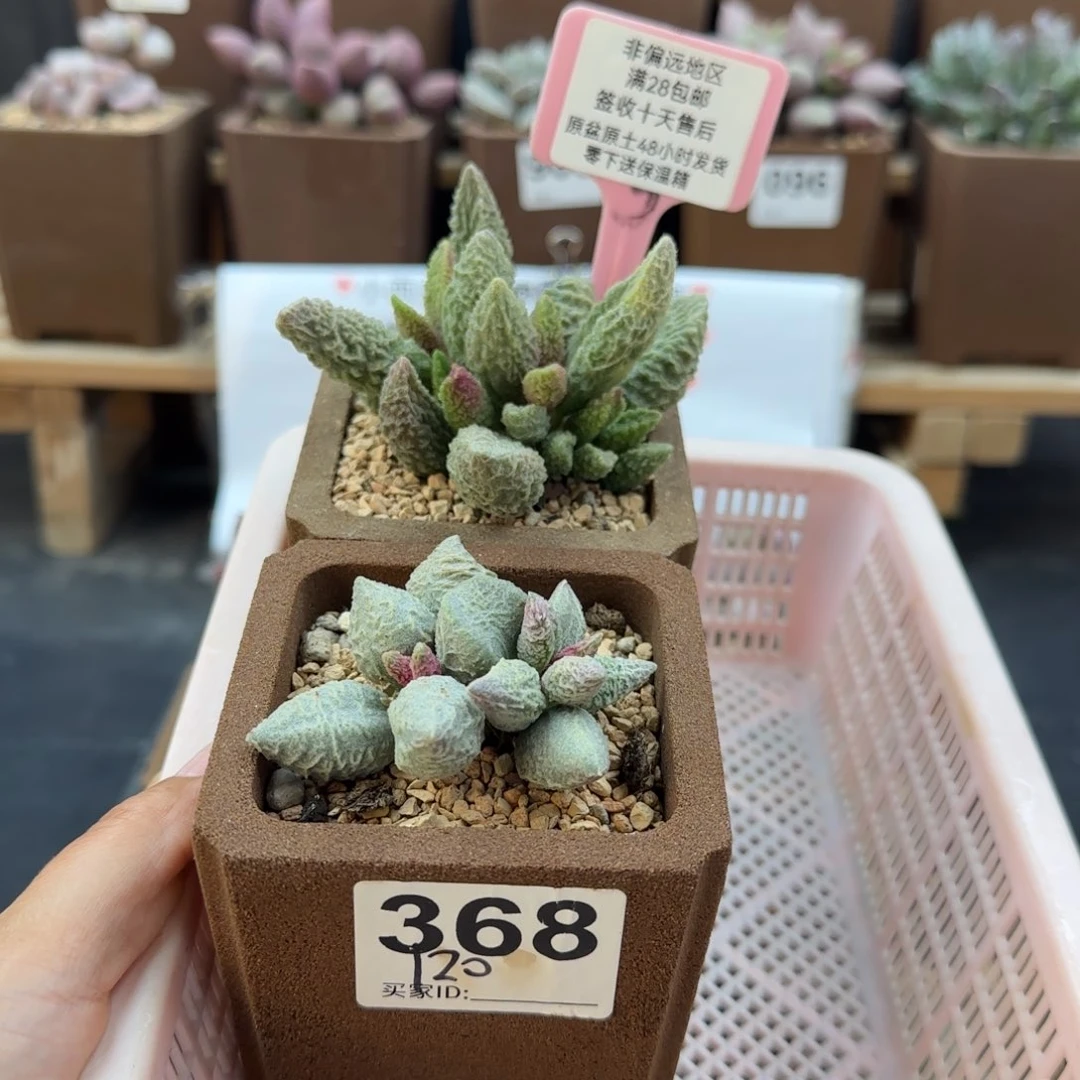 蹦*368苍龙120倒刺96多肉植物