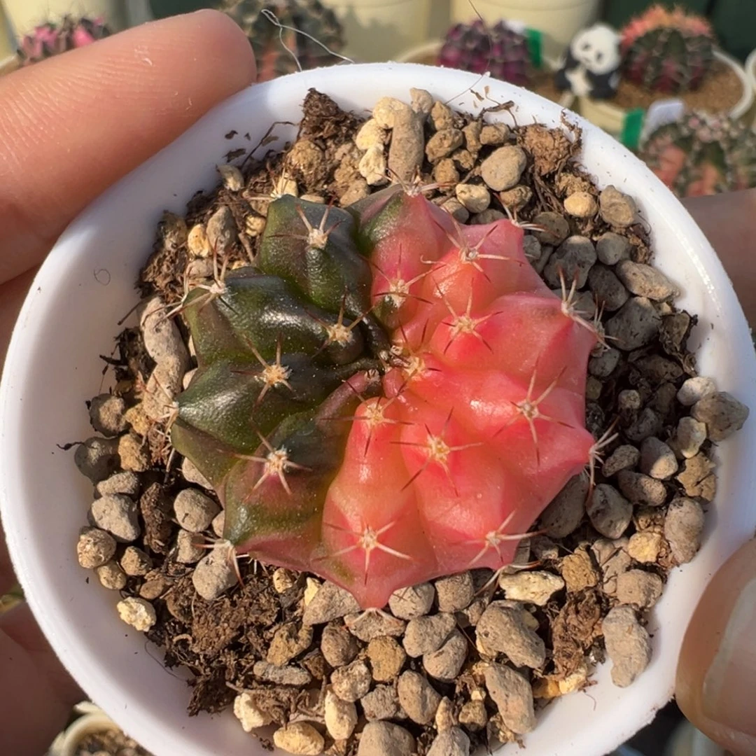 92 好看的米哈冲冲冲