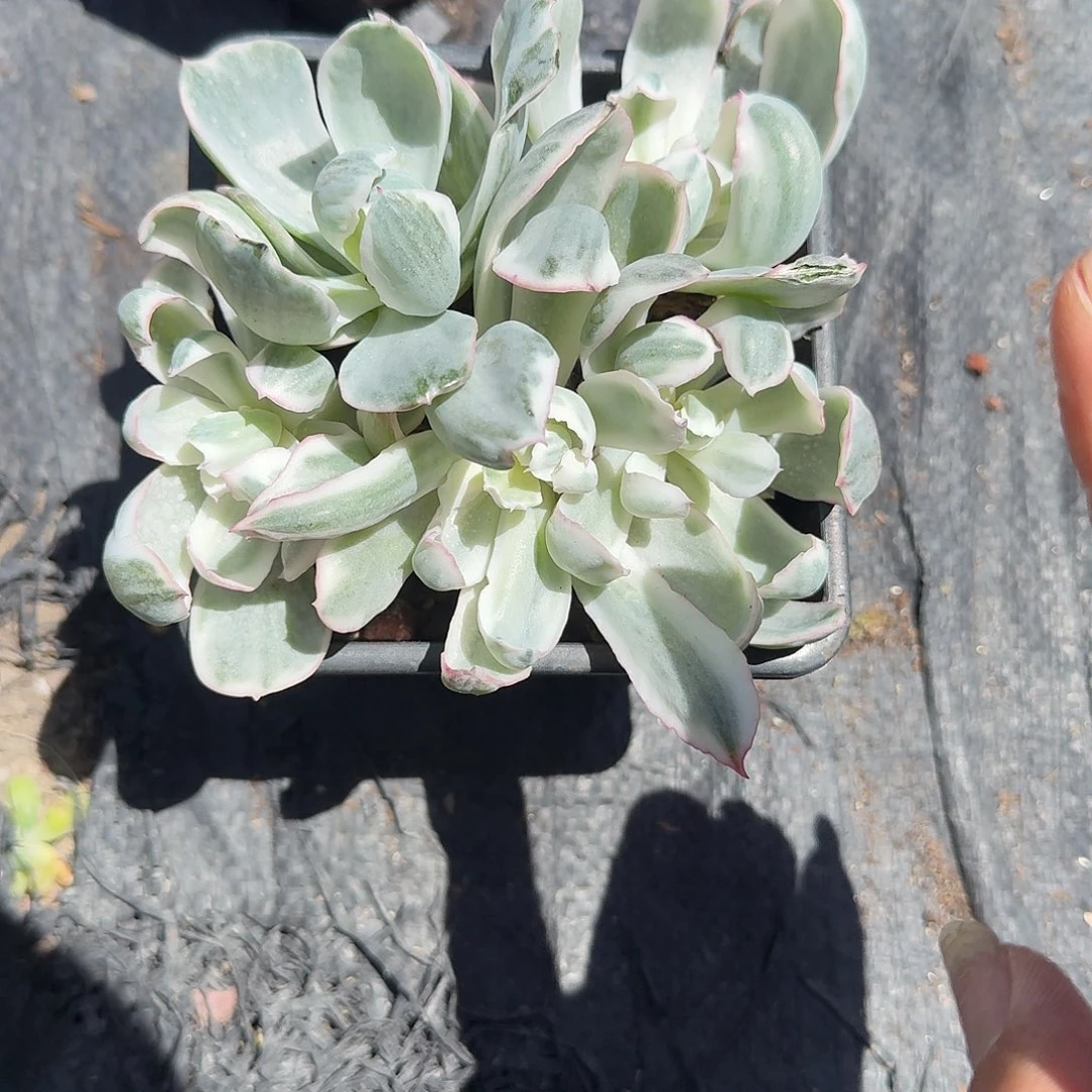 伯克利锦群生多肉植物