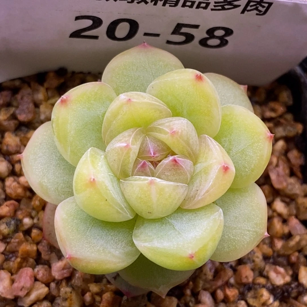 【闪购商品】20-58