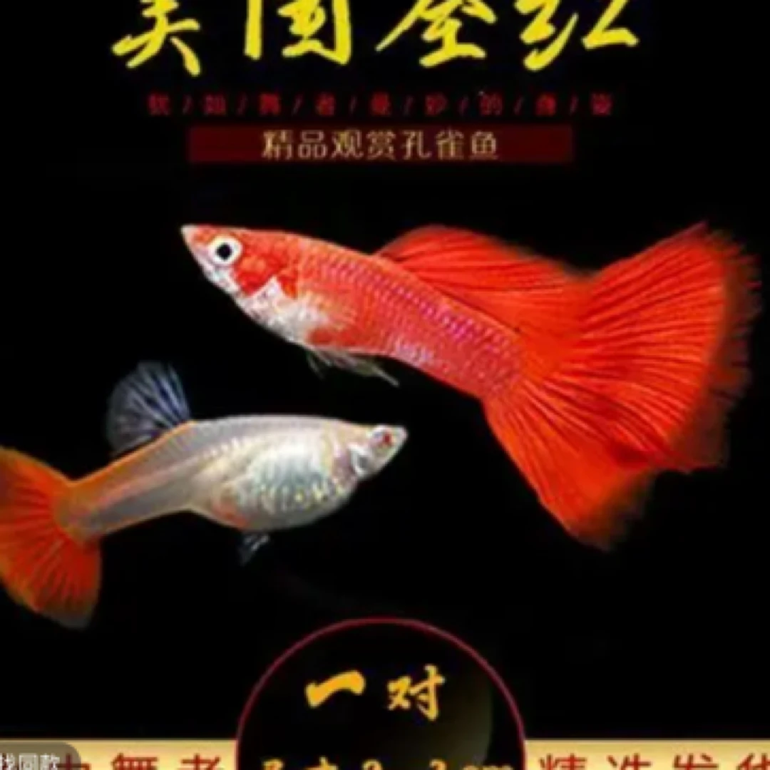 精品观赏鱼 美国小全红