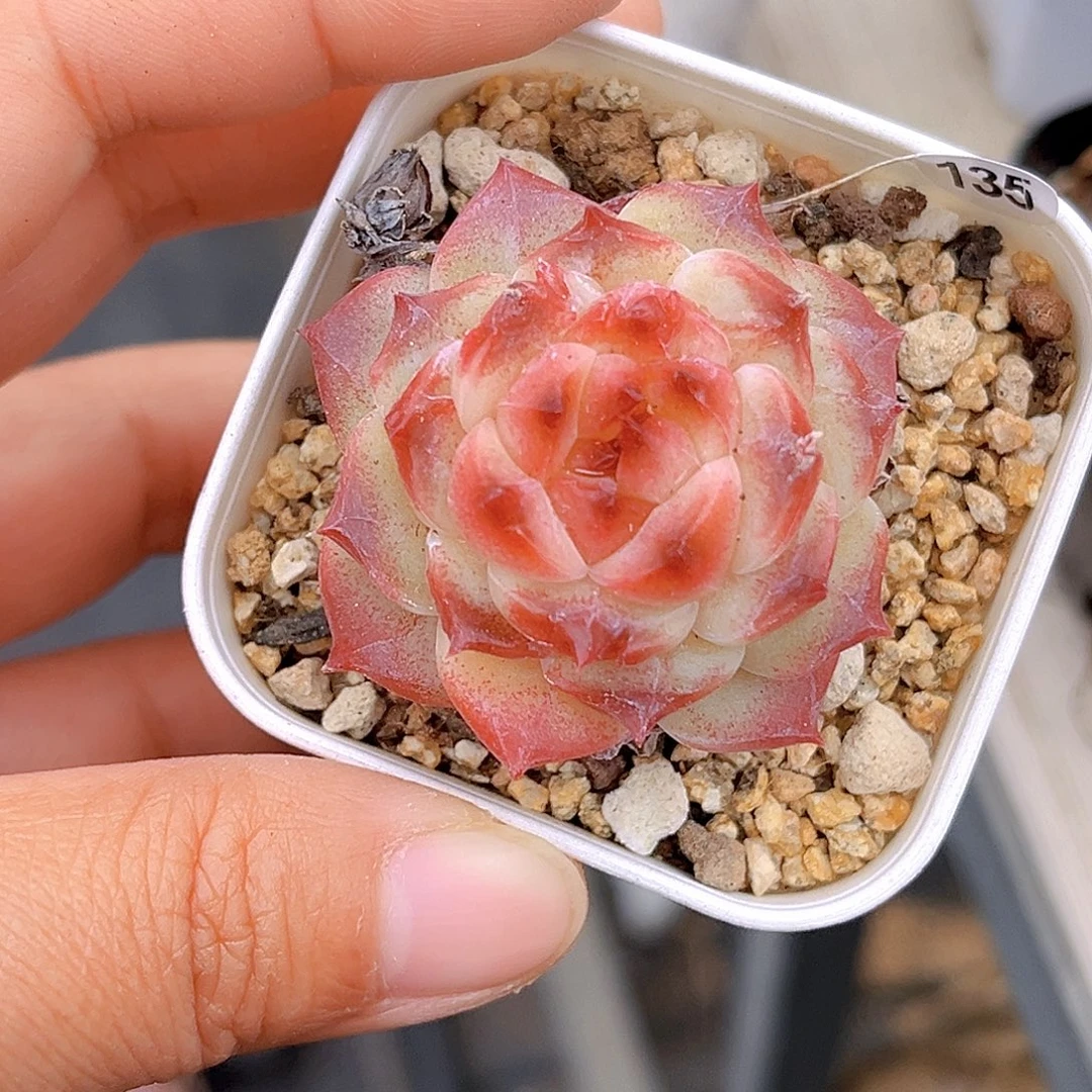 135 冰魄精控 满18包邮