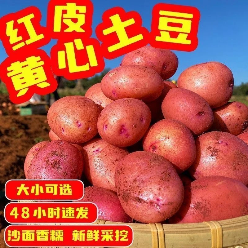 【破价福利】黑土地红皮黄心土豆新鲜现挖当季鲜果