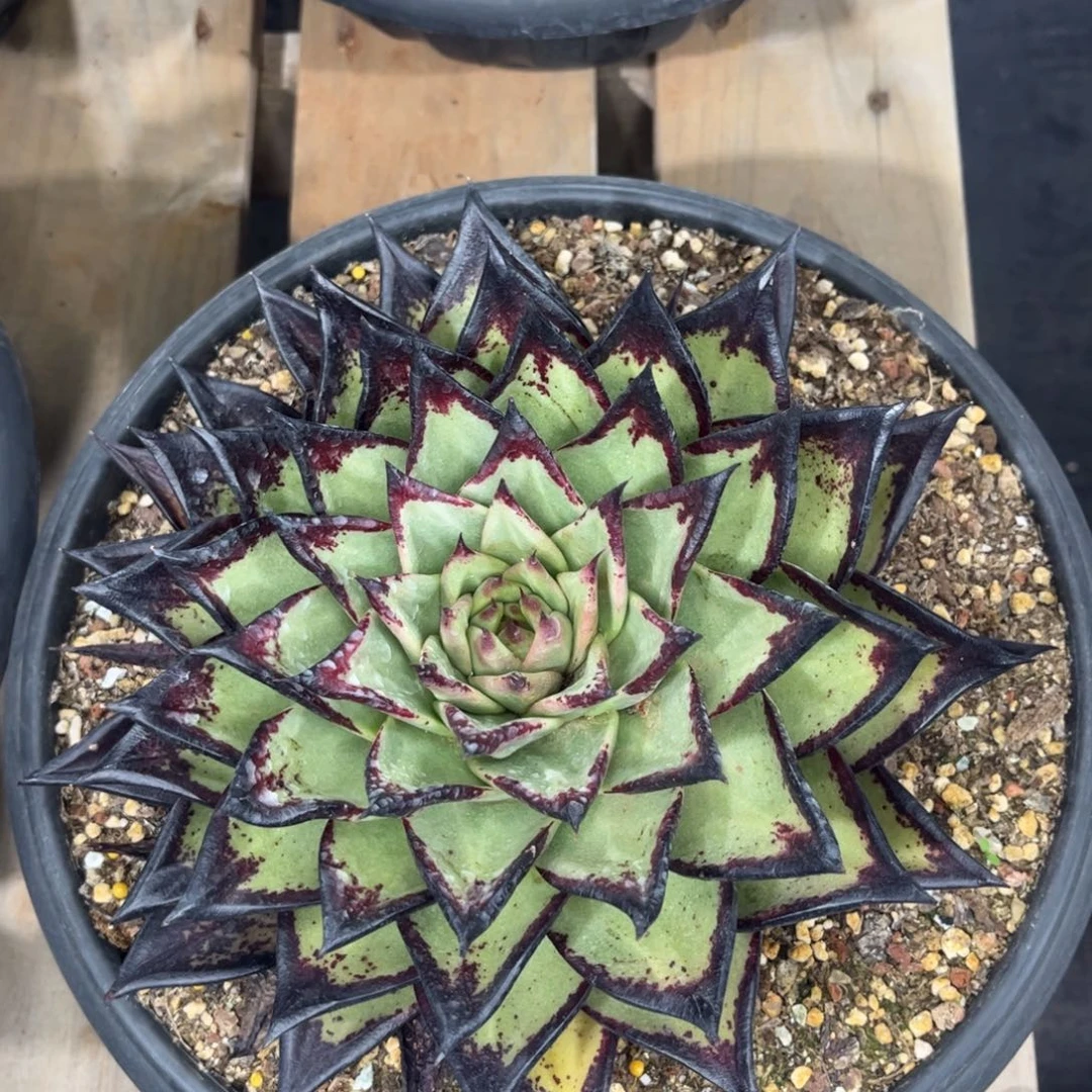 无花朵胜*z先生的多肉618