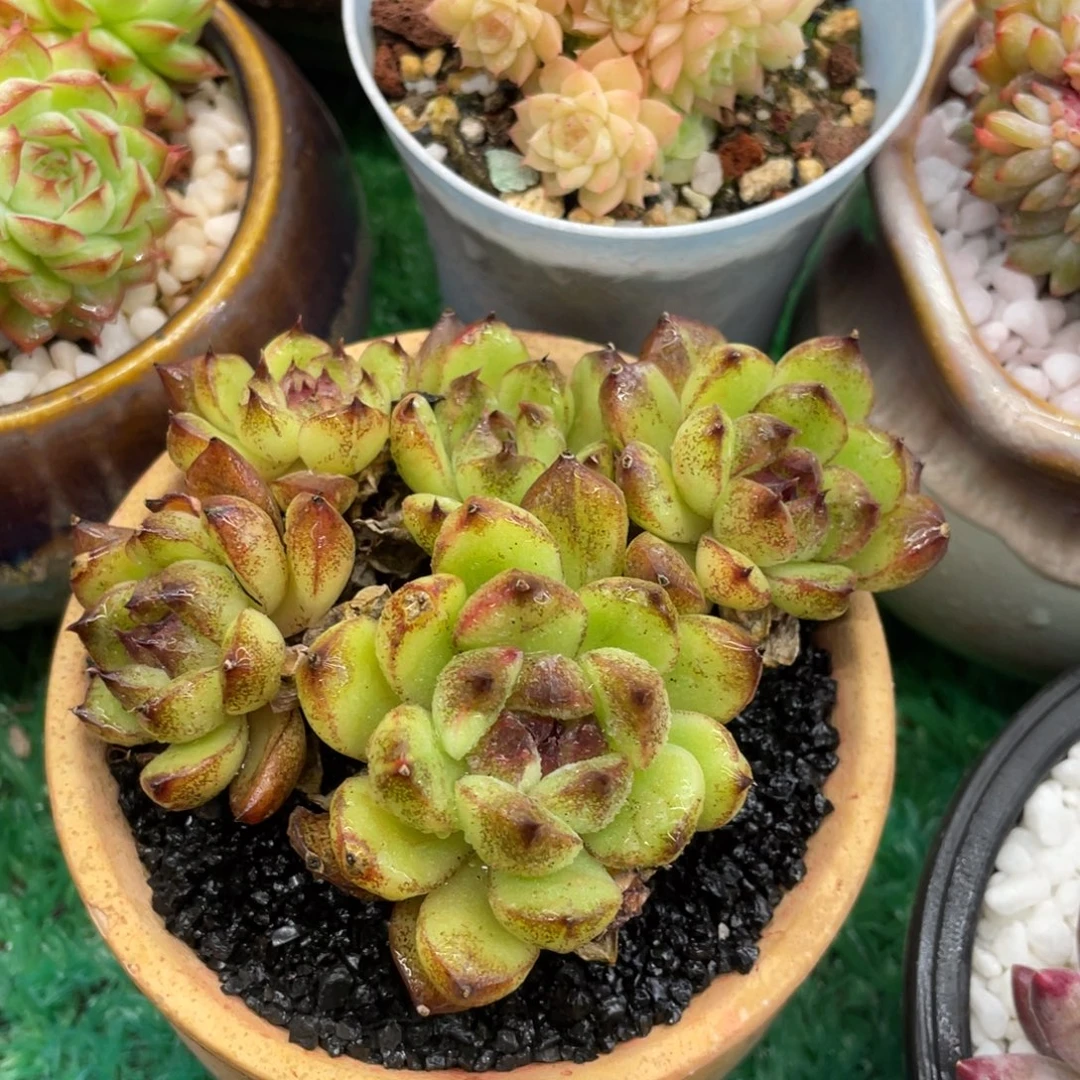 多肉植物盆栽多肉