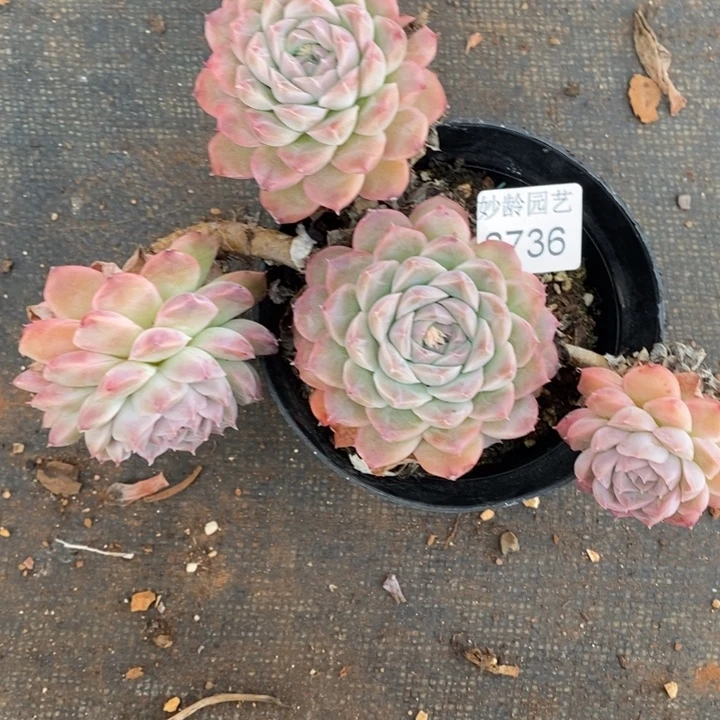 莲***2736掉头不售后～15厘米