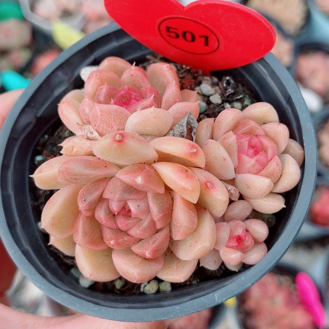 501号小老桩珍妮群