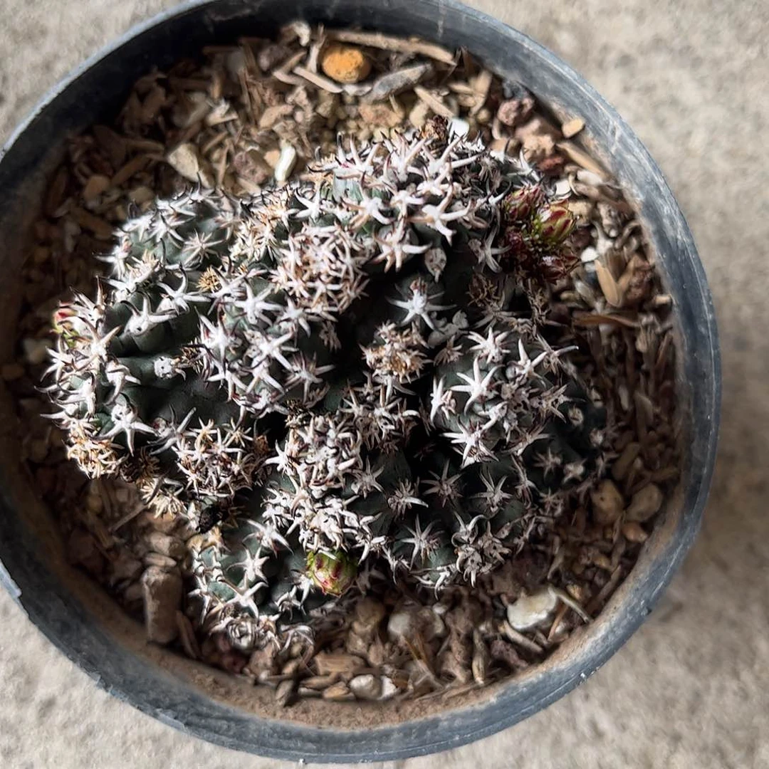 花一一一一一一一