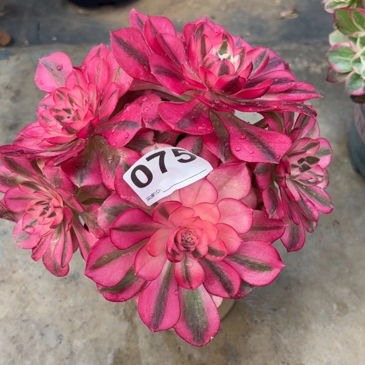 075倾城18厘米左右