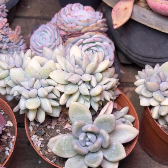 窝*乖多肉植物的植物