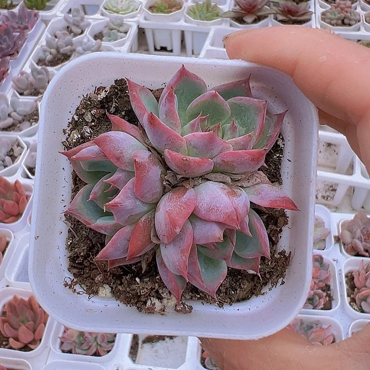 吉娃娃群19包邮多肉