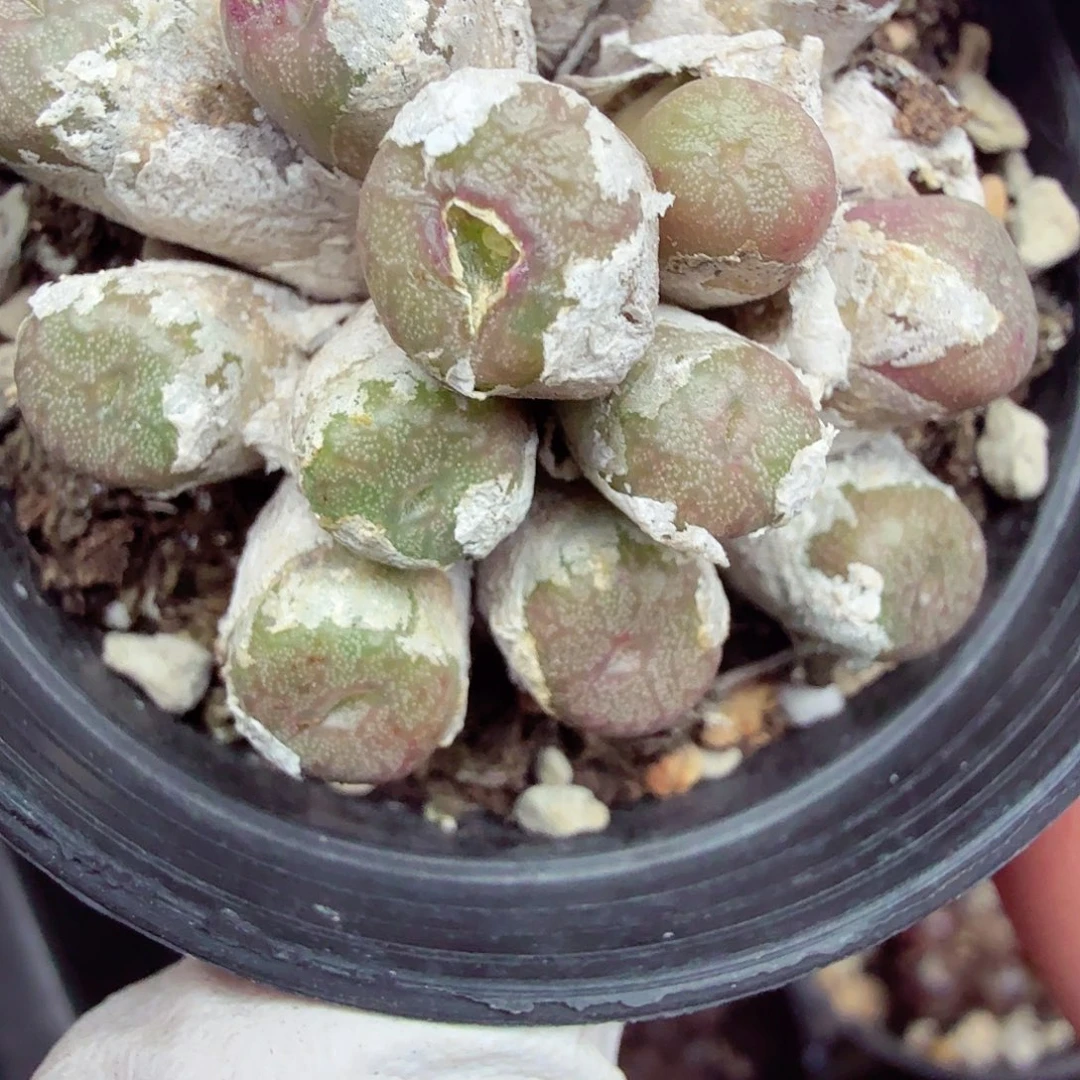 是因为她没有勇气跟他们767这个