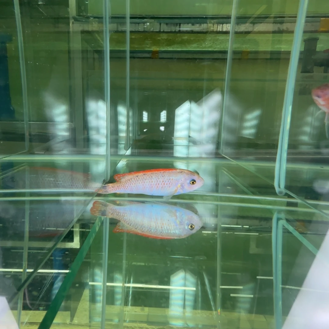 海水鱼C164-163大母2条