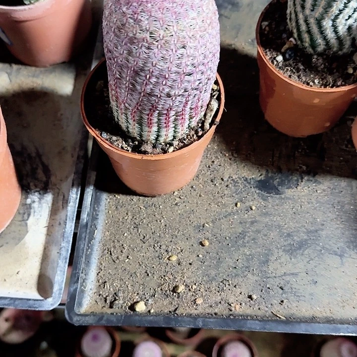 人***）哈哈哈哈哈哈哈哈哈