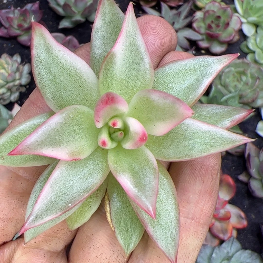 东云锦，多肉植物组合