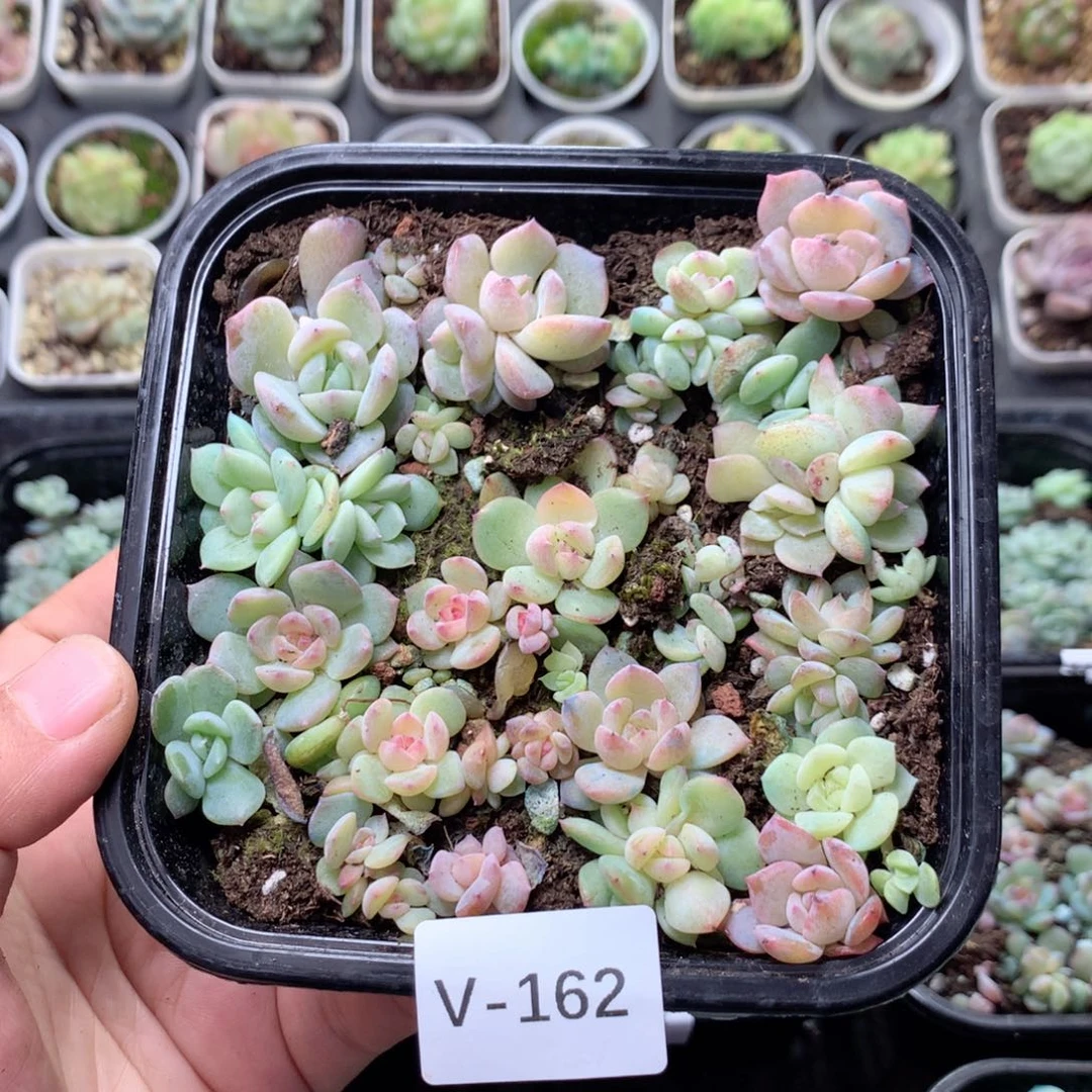无花朵V162英语英语