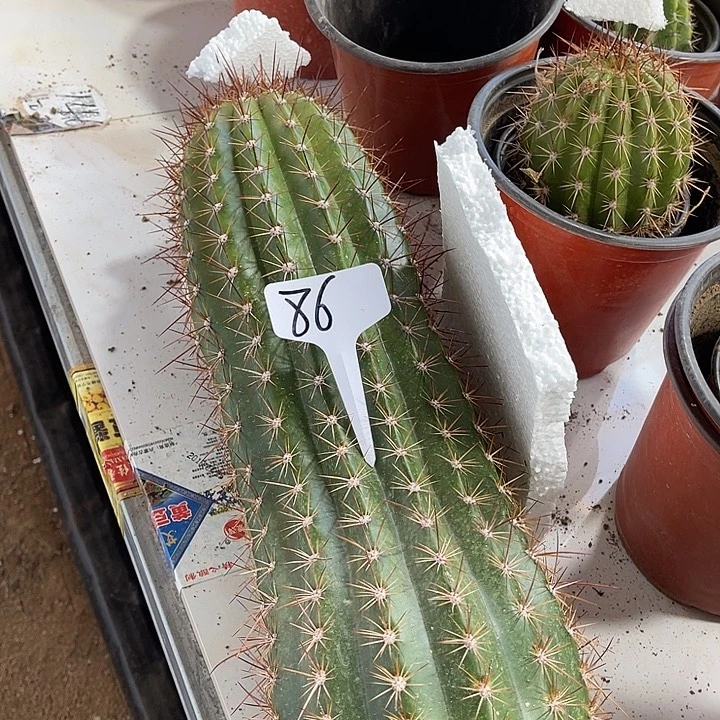 完全开放86流苏毛花柱