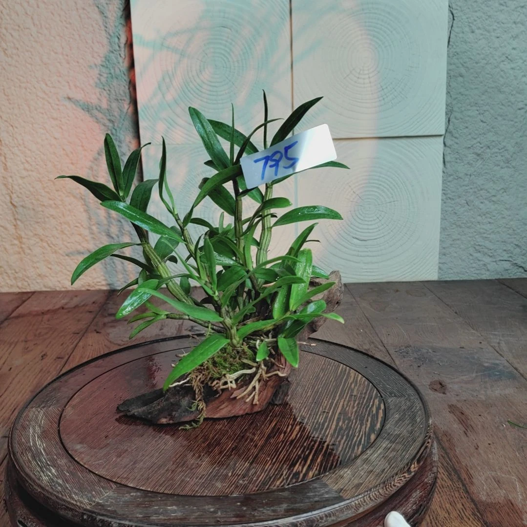 全部花朵Q*S795血喉花