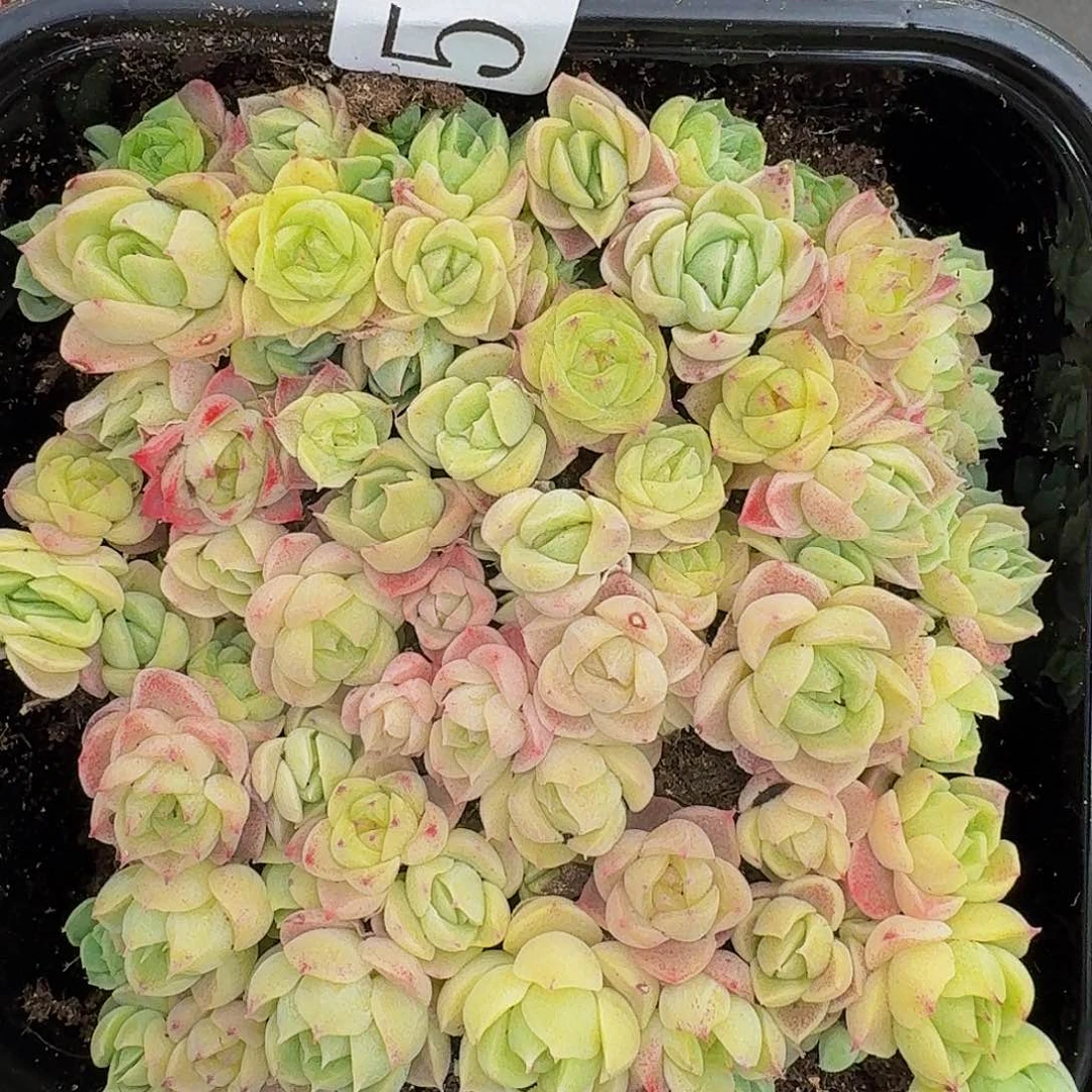 多肉植物多肉植物551
