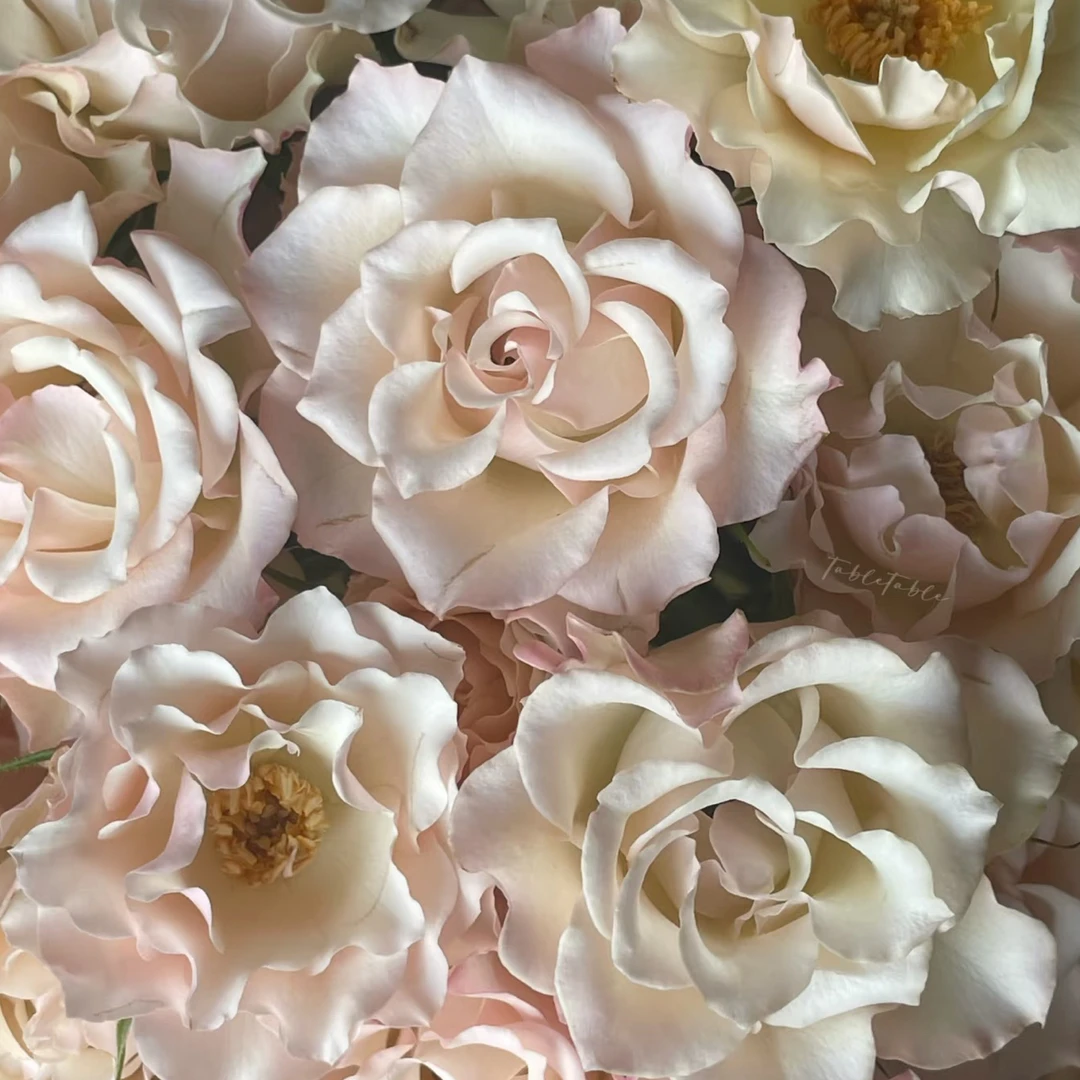 （多头玫瑰）卓夫特10支！三件顺丰空运20%不售后