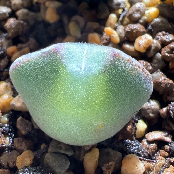 45。青蛙3年大眼睛。88折后价