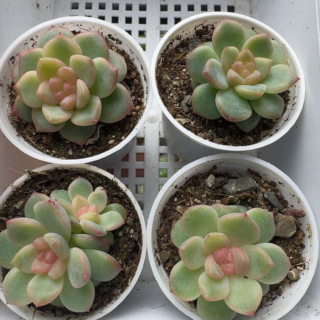 一物一拍一物一拍918-151