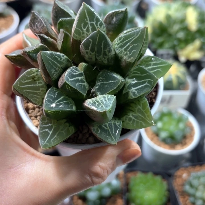 唐草寿多肉植物白盘