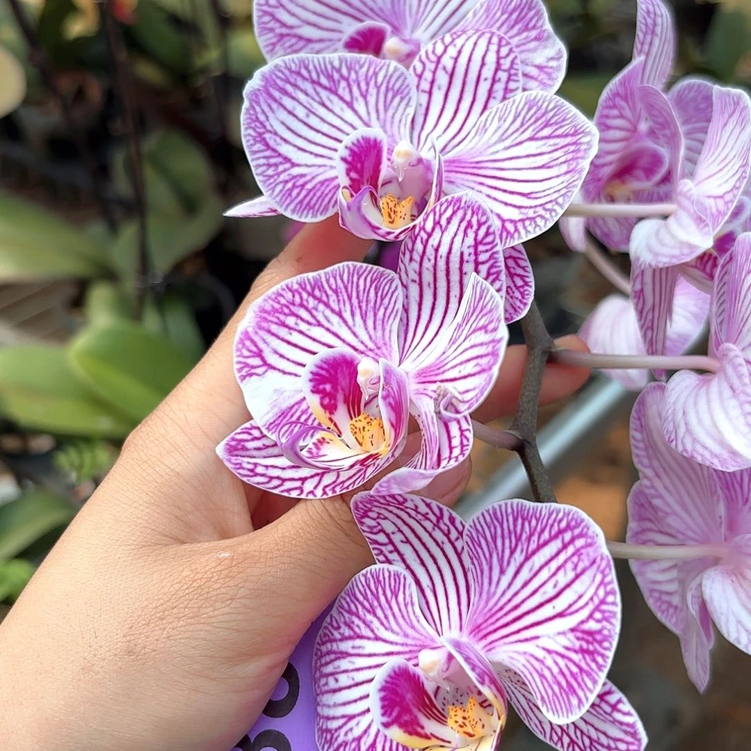 异****886剪花发无售后