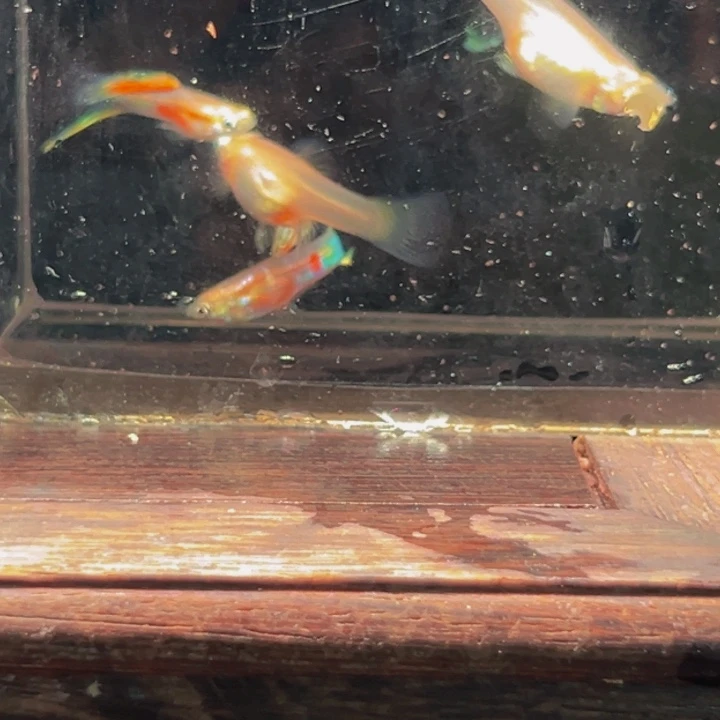 海水鱼维也纳抵剑俩对