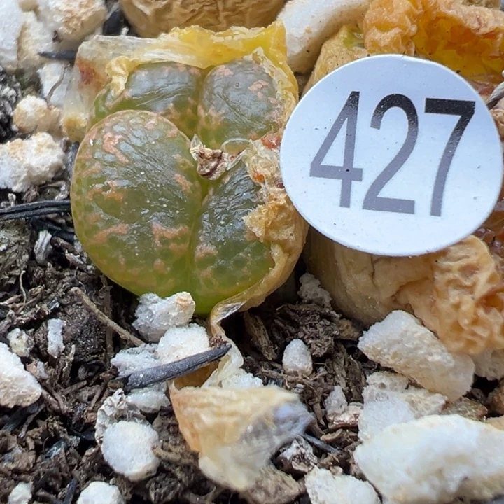 427号111111111111