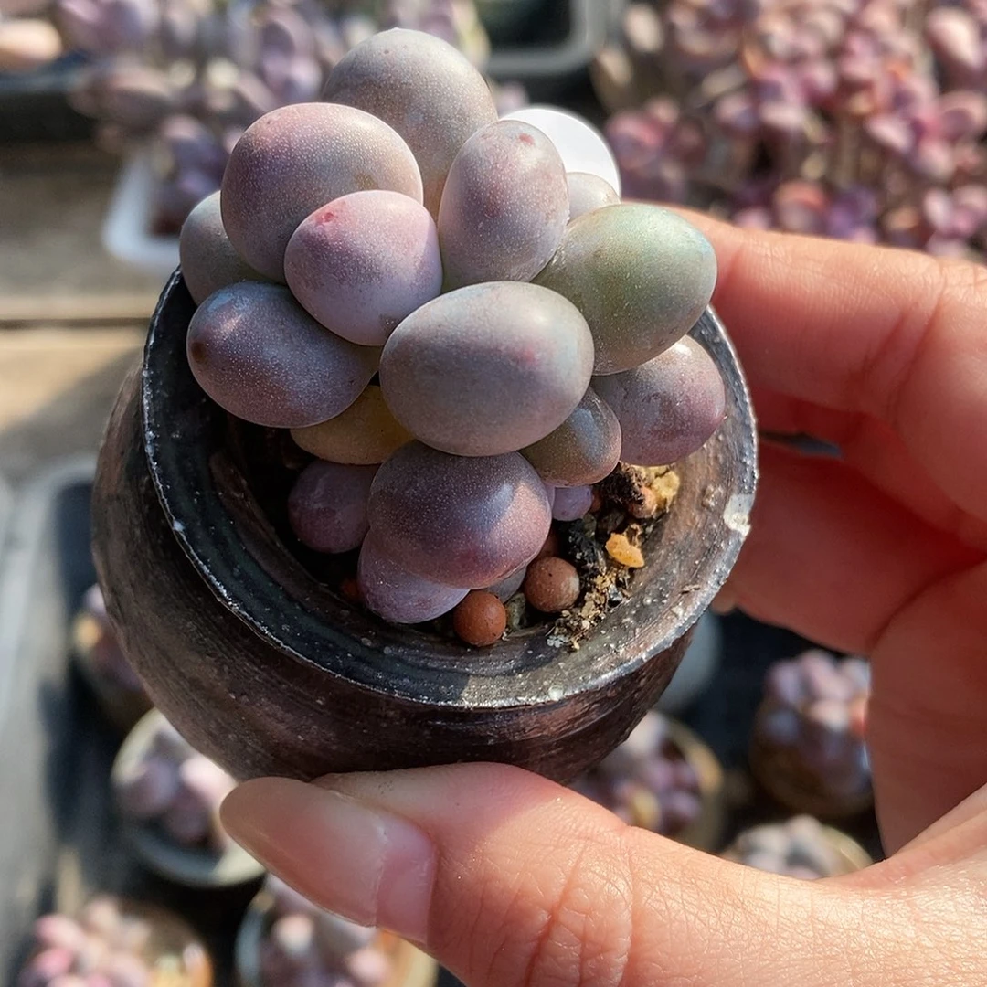 雪*使6028蛋黄奶酪带盆土