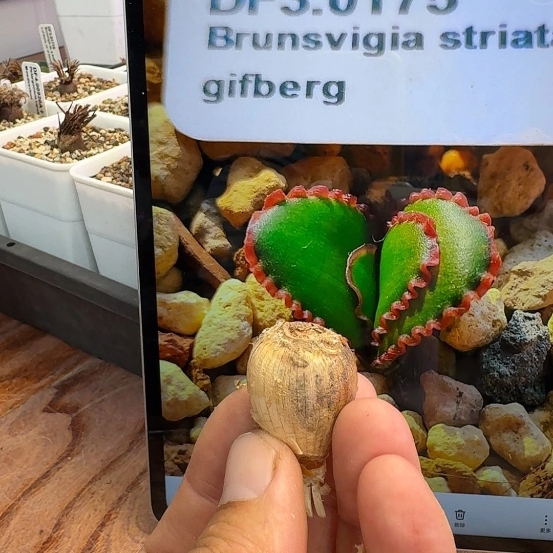 bs红蕾丝灯台百合2.2cm 1-2-3