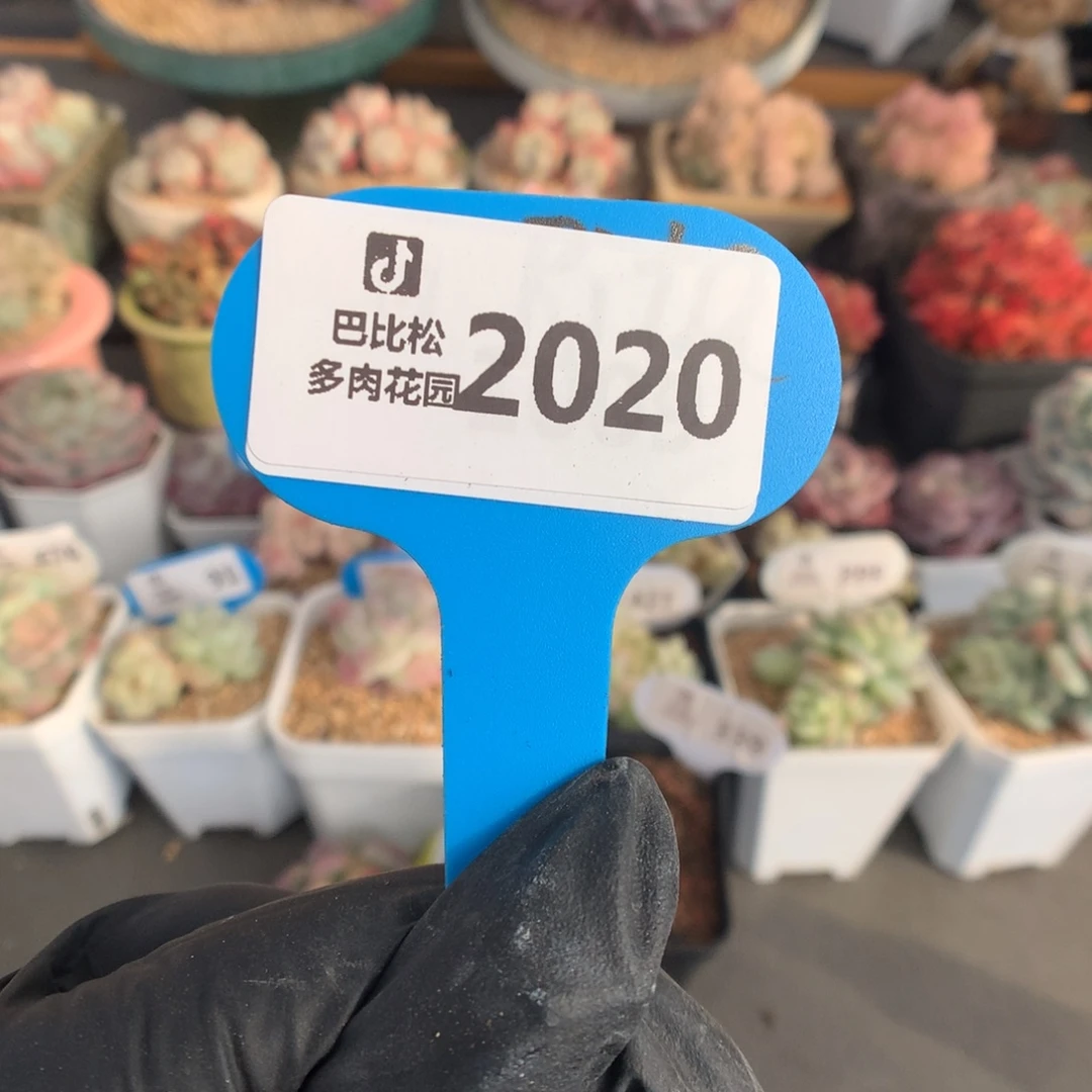 2020 冰玉石化盲盒拍