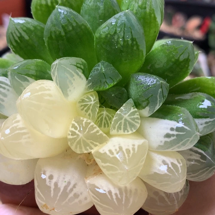 苏州玉露锦带盆土发货