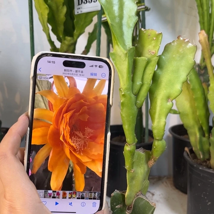 当前无花栽培后可以开花369