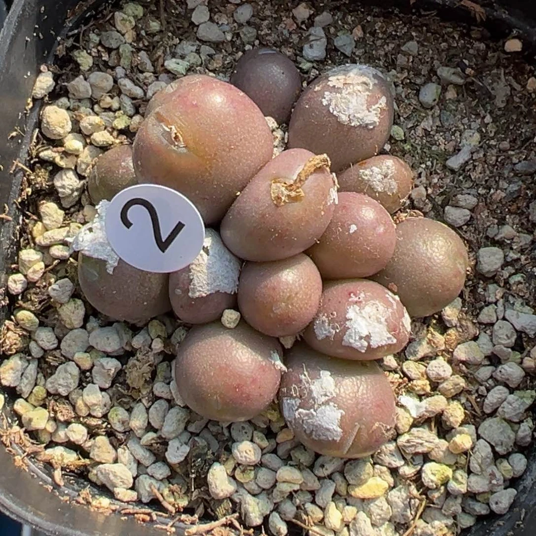 多肉植物111111111111111