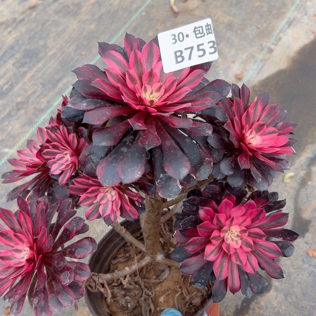 753 黑铜白多肉法师