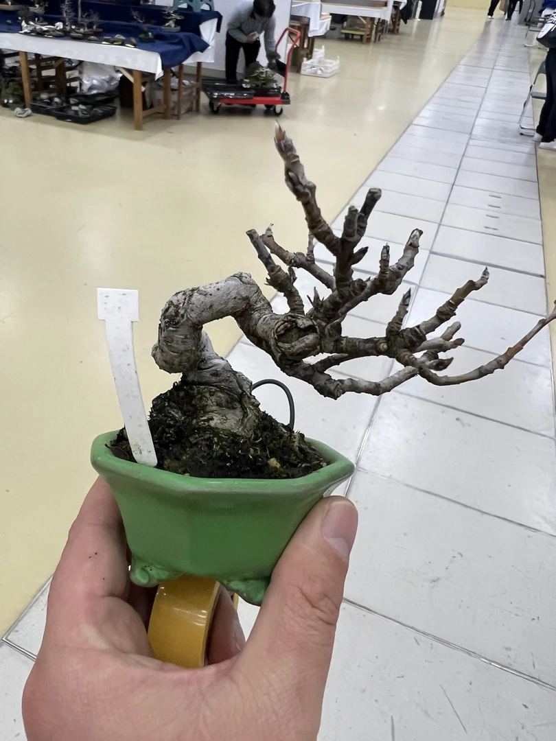 直播间盆景专用链接深山海棠