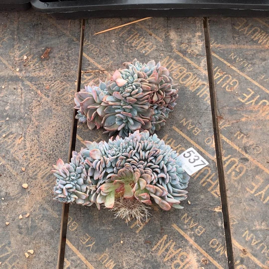 没***果537橙子缀化多肉植物组合