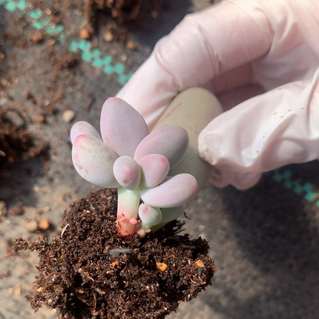 米可奶酪多肉米可奶