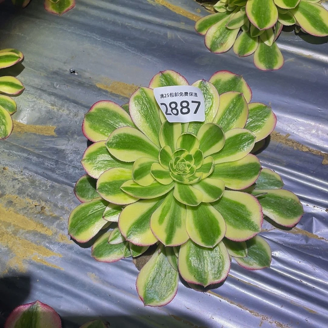 2887海神多肉植物