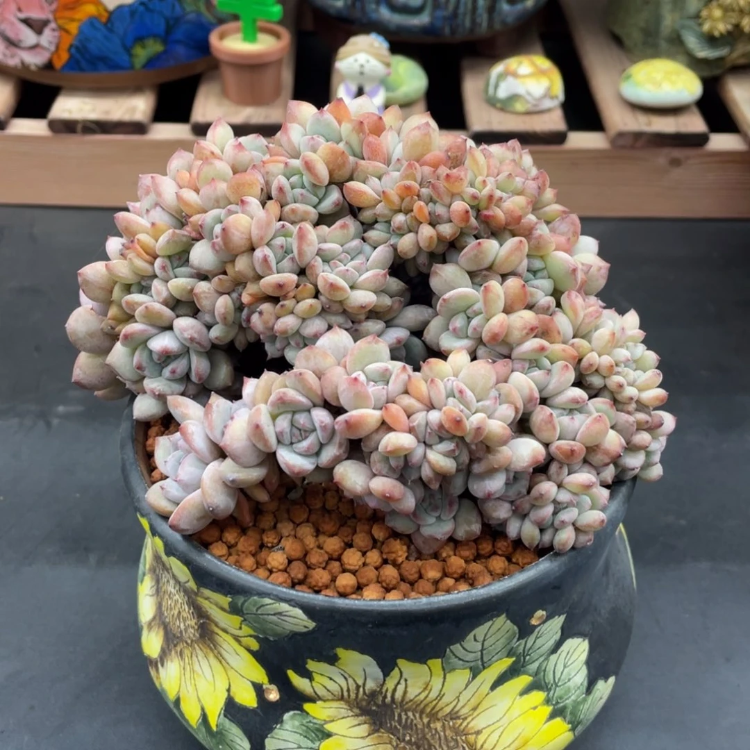 68偷小圆脸星影缀化小树