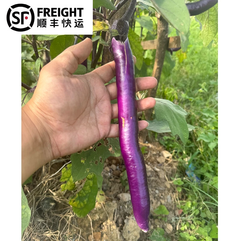 【紫茄】江西上饶本地紫皮细长茄当季长茄皮薄肉厚蔬菜