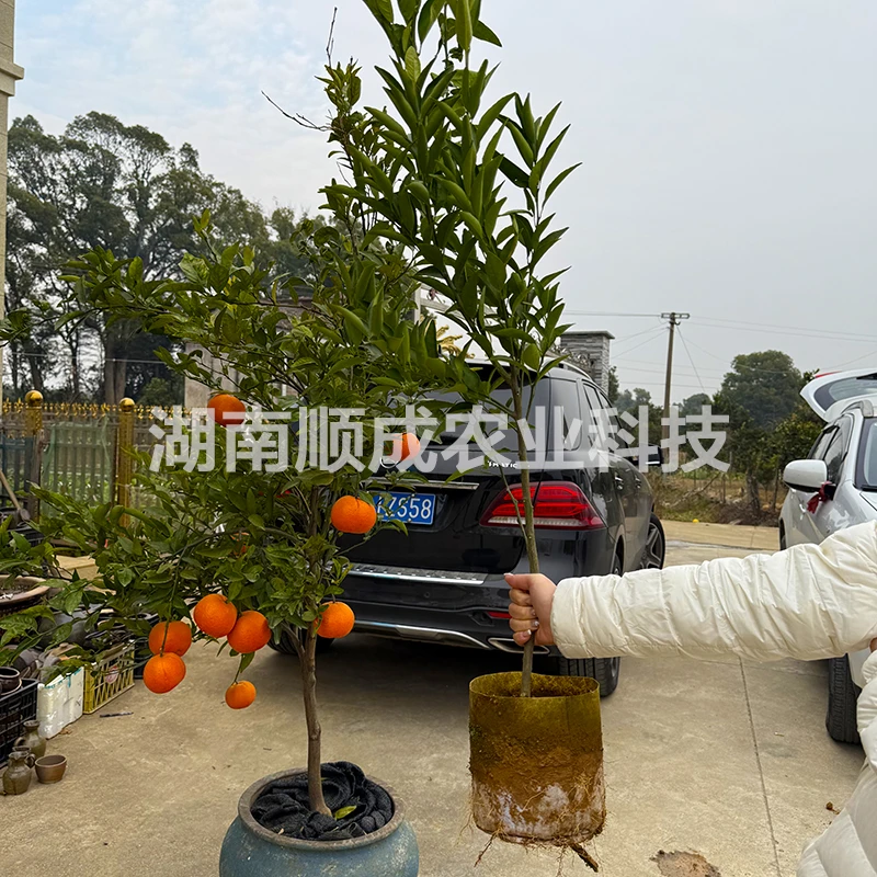 正宗精品大红桔苗营养袋苗嫁接苗柑桔苗新品种味浓甜细腻无籽果苗